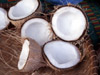 Noix de coco cocotier